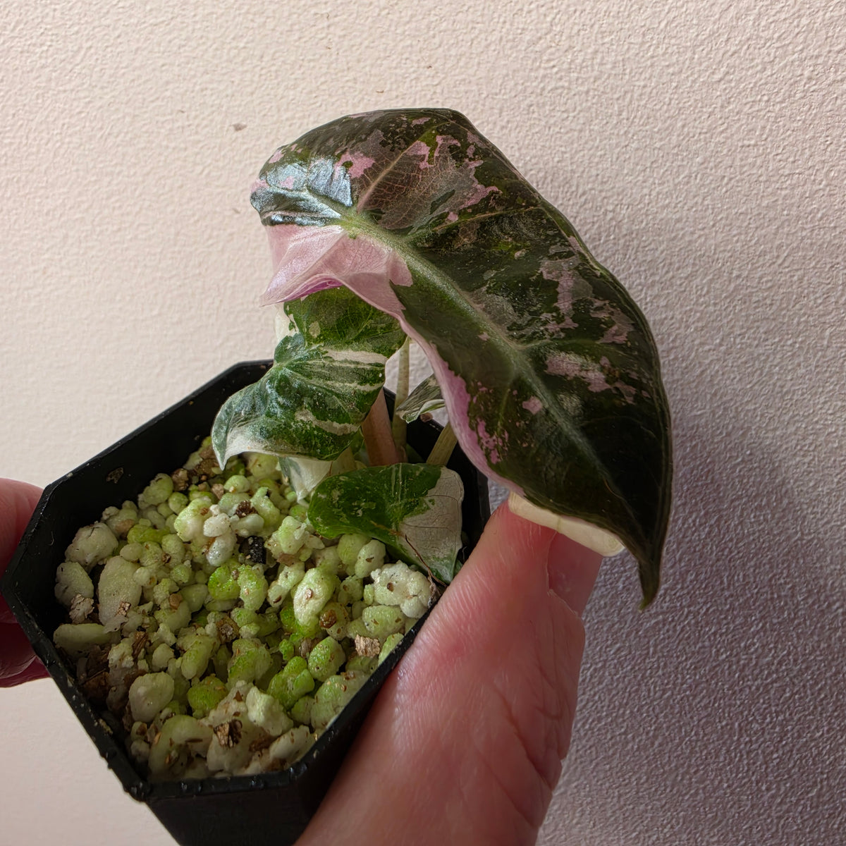 Alocasia Polly Pink Snowflake Var (B1)