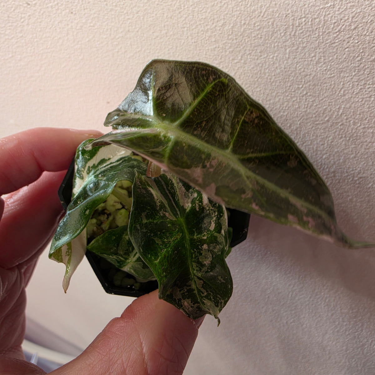 Alocasia Polly Pink Snowflake Var (B1)