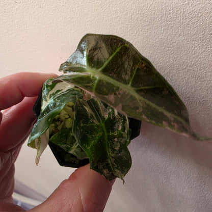 Alocasia Polly Pink Snowflake Var (B1)