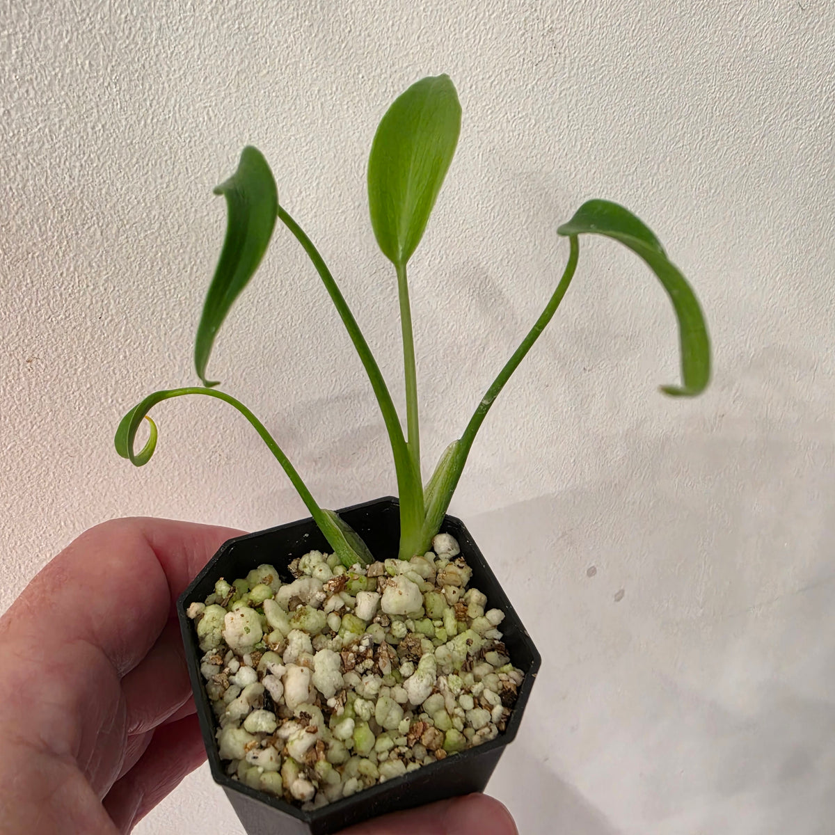 Monstera Burle Marx Flame (B6)