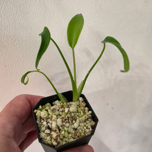 Monstera Burle Marx Flame (B6)