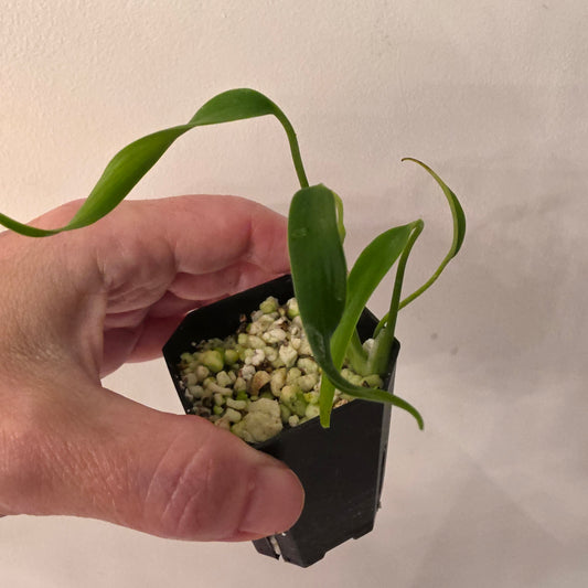 Monstera Burle Marx Flame (B6)