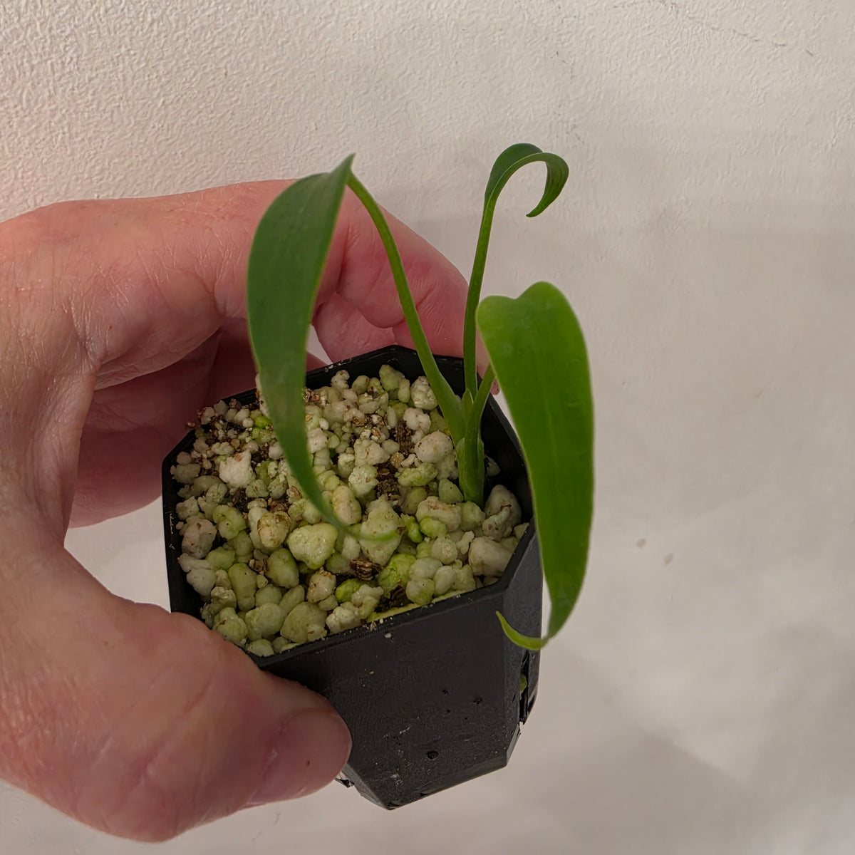 Monstera Burle Marx Flame (B6)