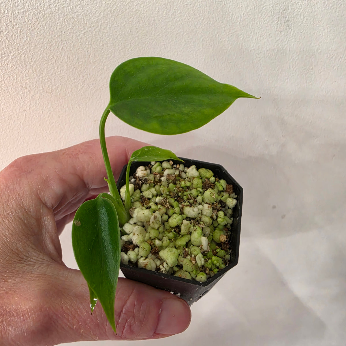 Monstera Sierrana (B6)