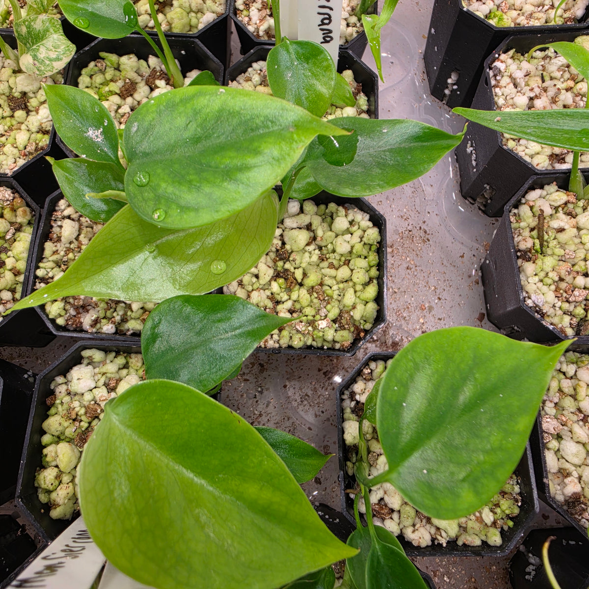 Monstera Sierrana (B6)