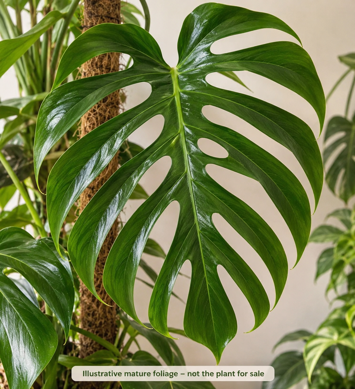 Monstera Sierrana (B6)