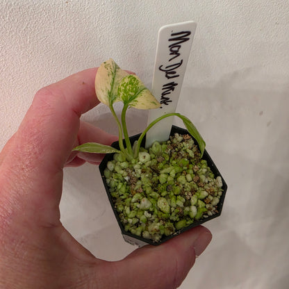 Monstera Deliciosa Mint Var (B6)