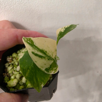 Monstera Deliciosa Mint Var (B6)