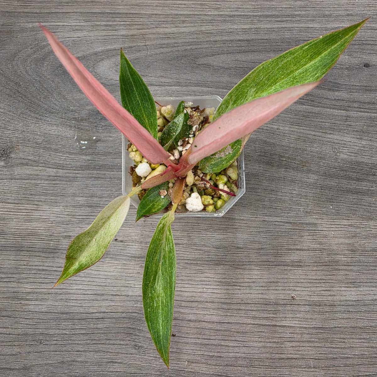 🌿 THE ULTIMATE MIXED PLANT - SEE DESCRIPTION