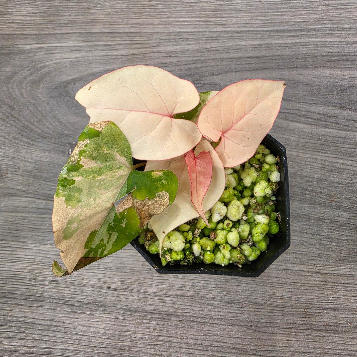 🌿 THE ULTIMATE MIXED PLANT - SEE DESCRIPTION