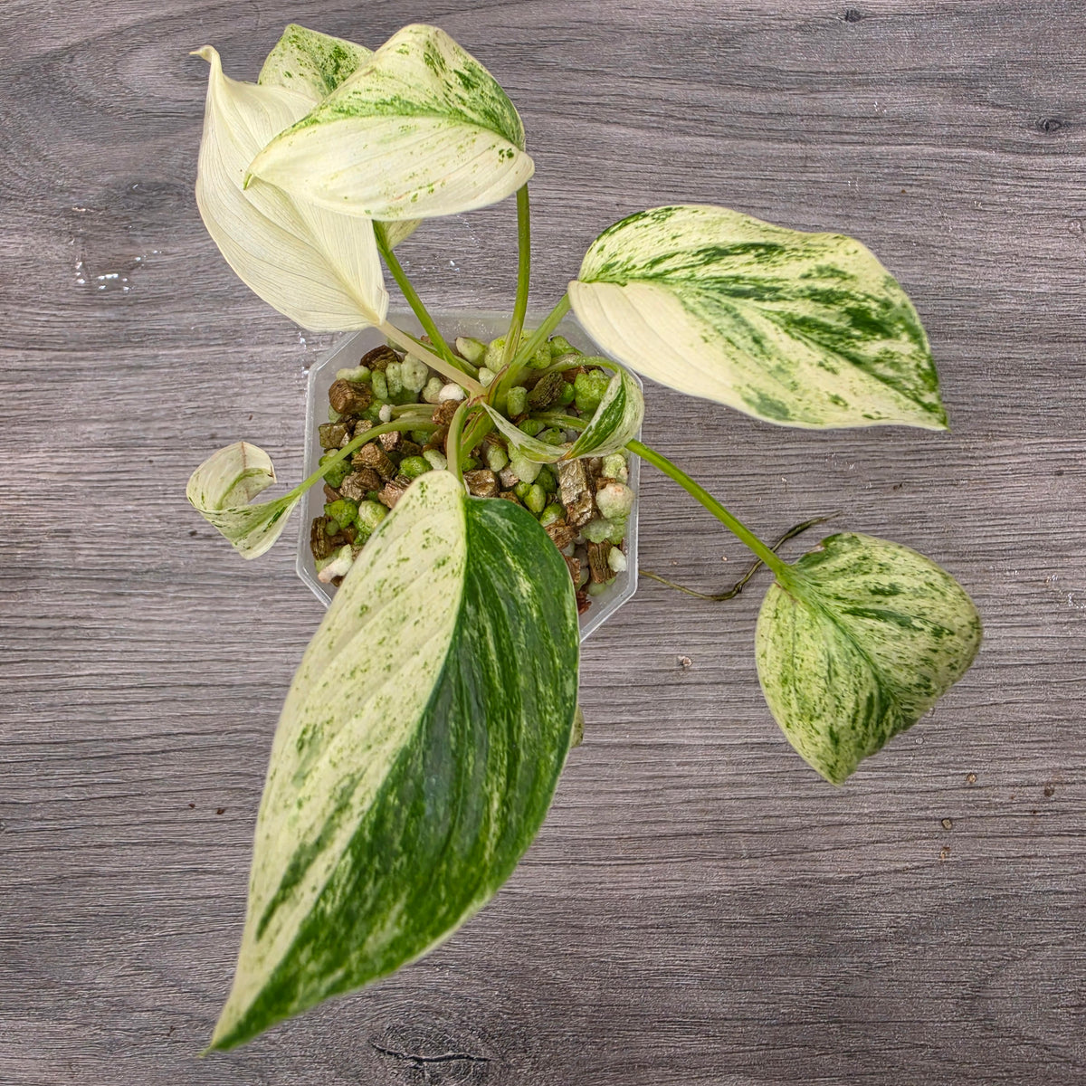 🌿 THE ULTIMATE MIXED PLANT - SEE DESCRIPTION