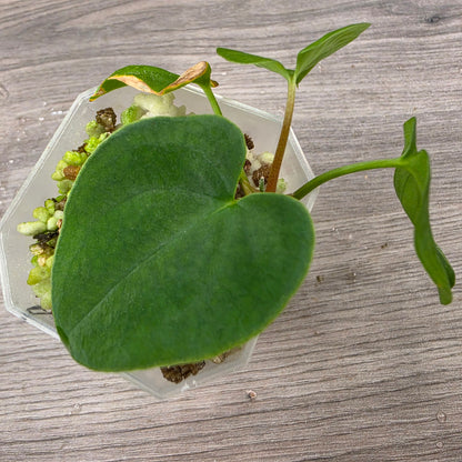 🌿 THE ULTIMATE MIXED PLANT - SEE DESCRIPTION
