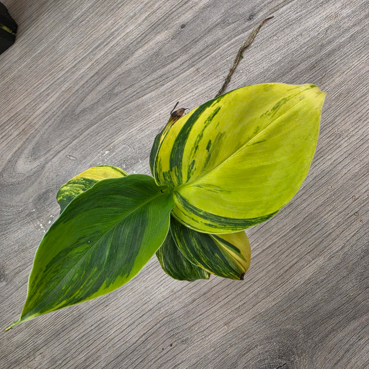 🌿 THE ULTIMATE MIXED PLANT - SEE DESCRIPTION
