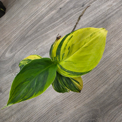 🌿 THE ULTIMATE MIXED PLANT - SEE DESCRIPTION