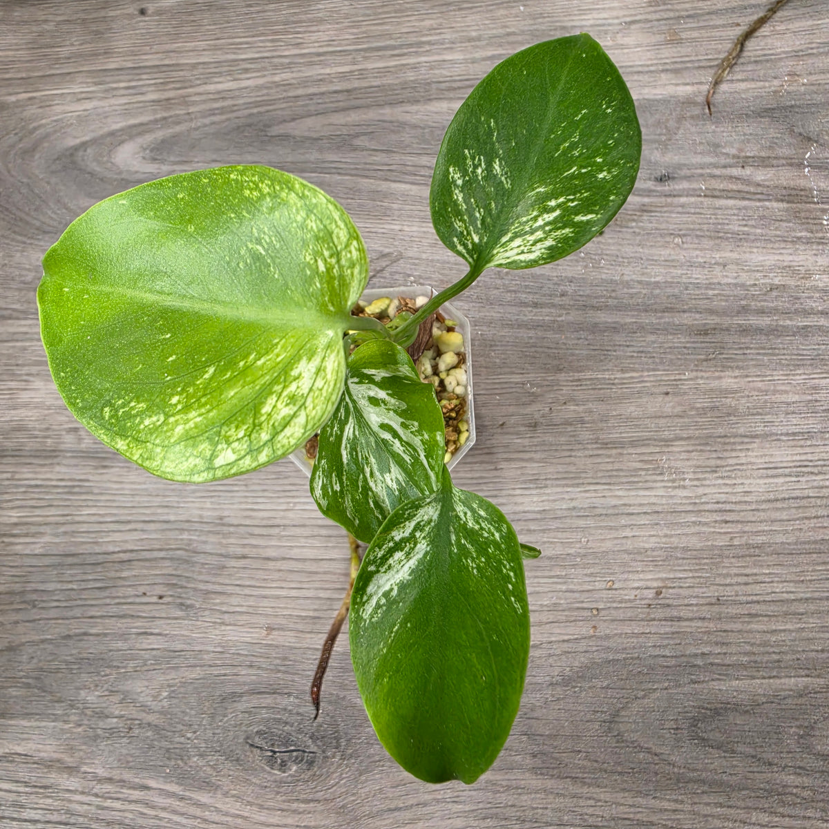 🌿 THE ULTIMATE MIXED PLANT - SEE DESCRIPTION