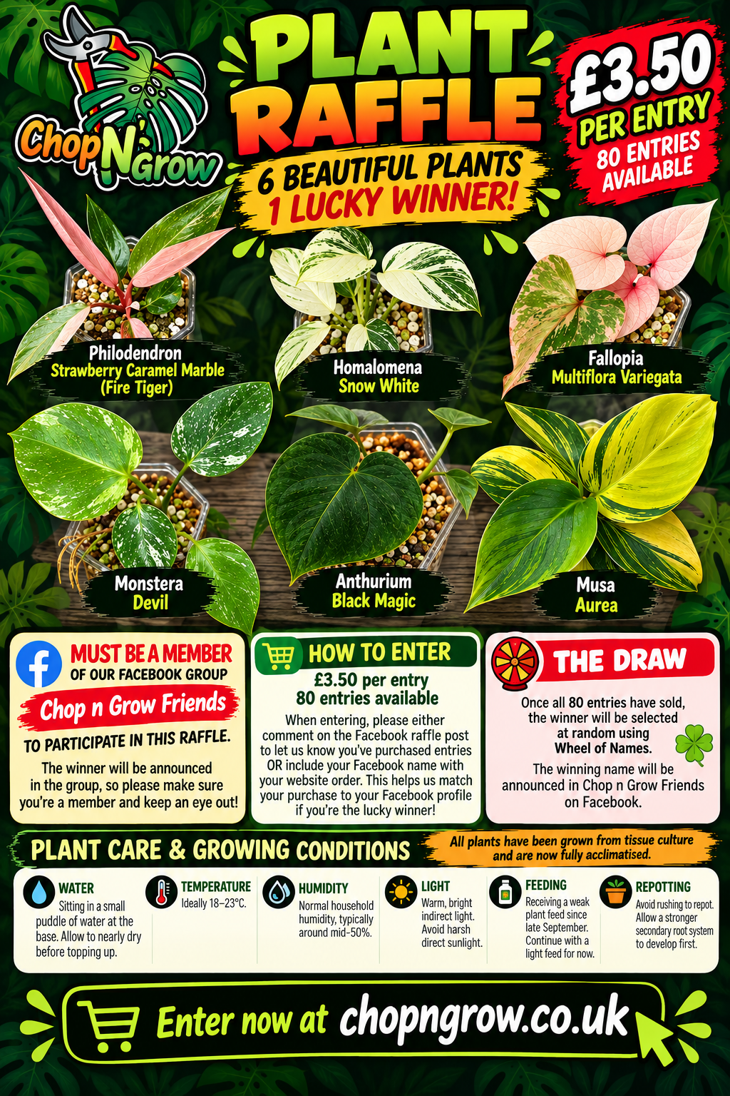 🌿 THE ULTIMATE MIXED PLANT - SEE DESCRIPTION