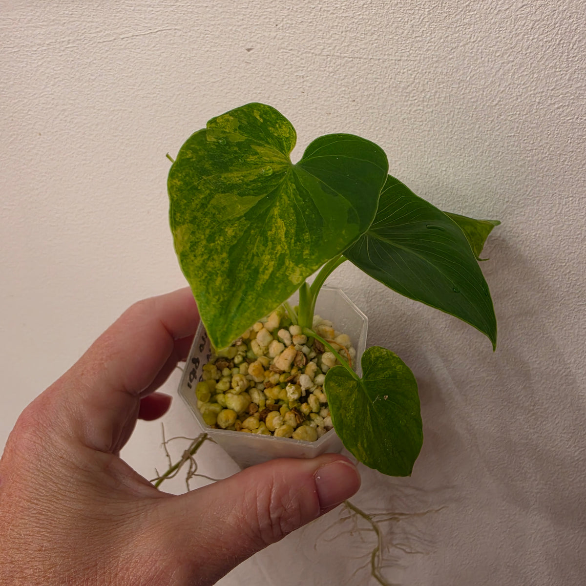 🔥 THE GRAND FINALE – 8 Rare & Variegated Plants  🔥