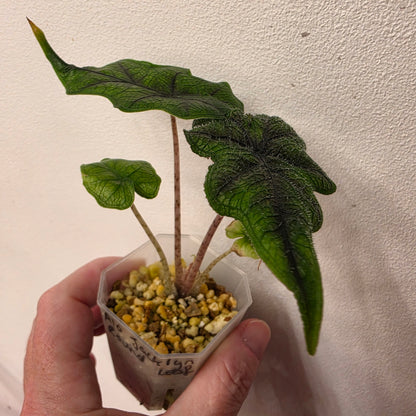🔥 THE GRAND FINALE – 8 Rare & Variegated Plants  🔥