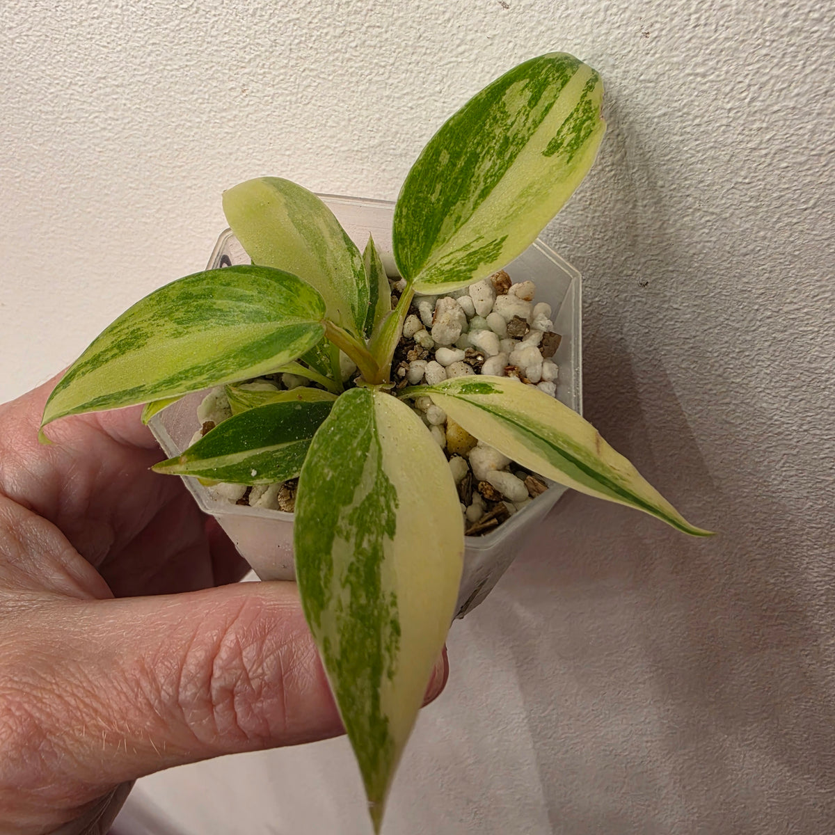 🔥 THE GRAND FINALE – 8 Rare & Variegated Plants  🔥