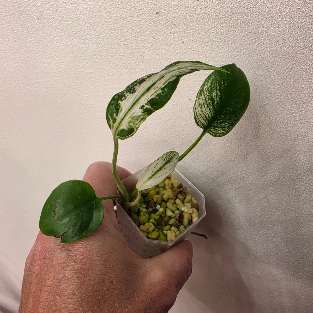 🔥 THE GRAND FINALE – 8 Rare & Variegated Plants  🔥