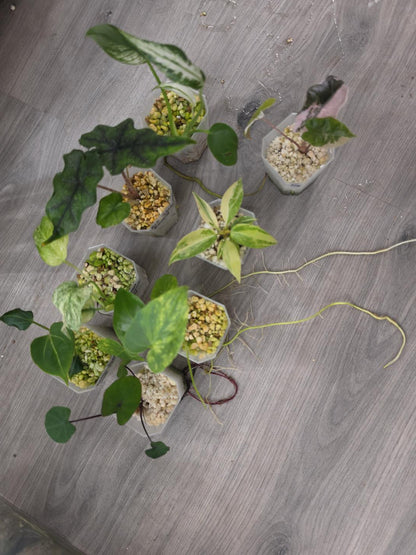 🔥 THE GRAND FINALE – 8 Rare & Variegated Plants  🔥