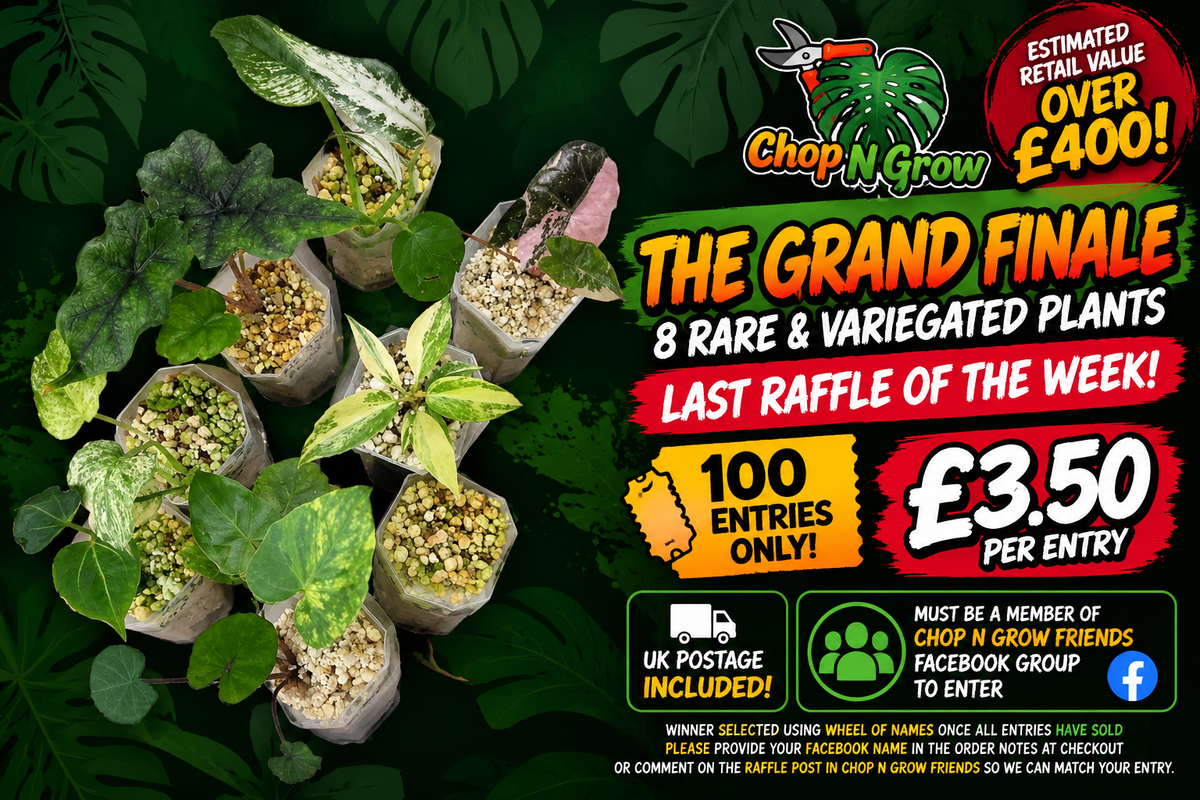 🔥 THE GRAND FINALE – 8 Rare & Variegated Plants  🔥
