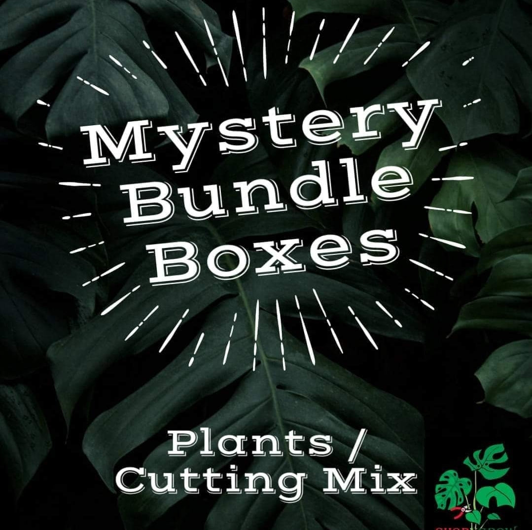 Mystery Plant Box