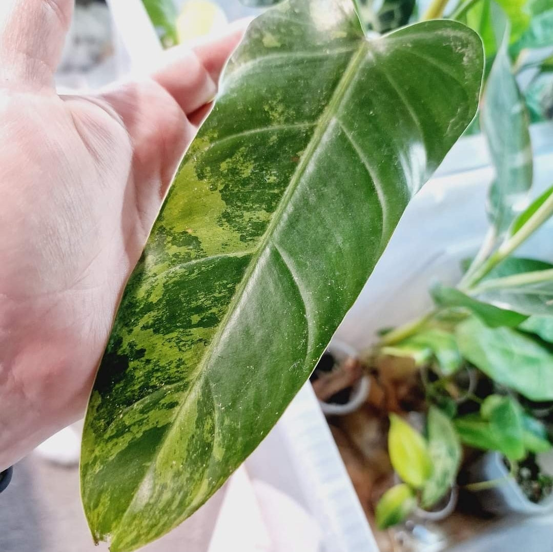 Philodendron Whipple Way (light variegation) 9cm pot