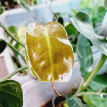 Philodendron Whipple Way (light variegation) 9cm pot