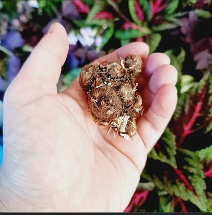 Caladium Fanny Munson Bulb