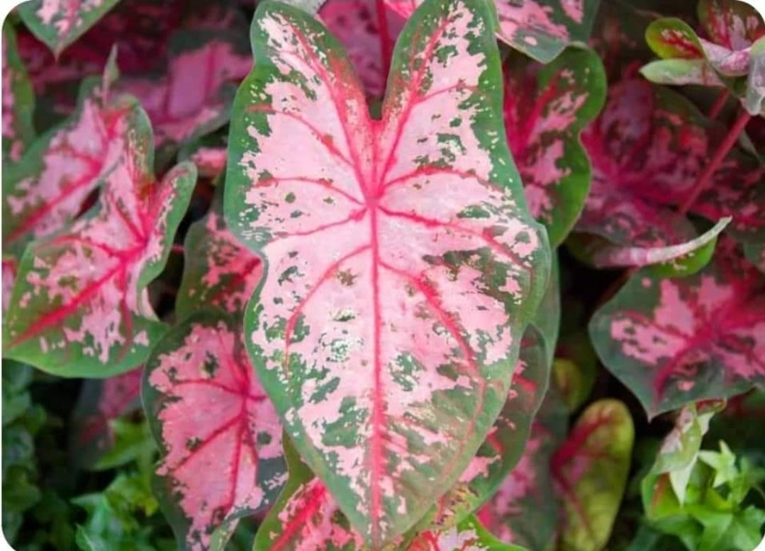 Caladium Carolyn Wharton Bulb