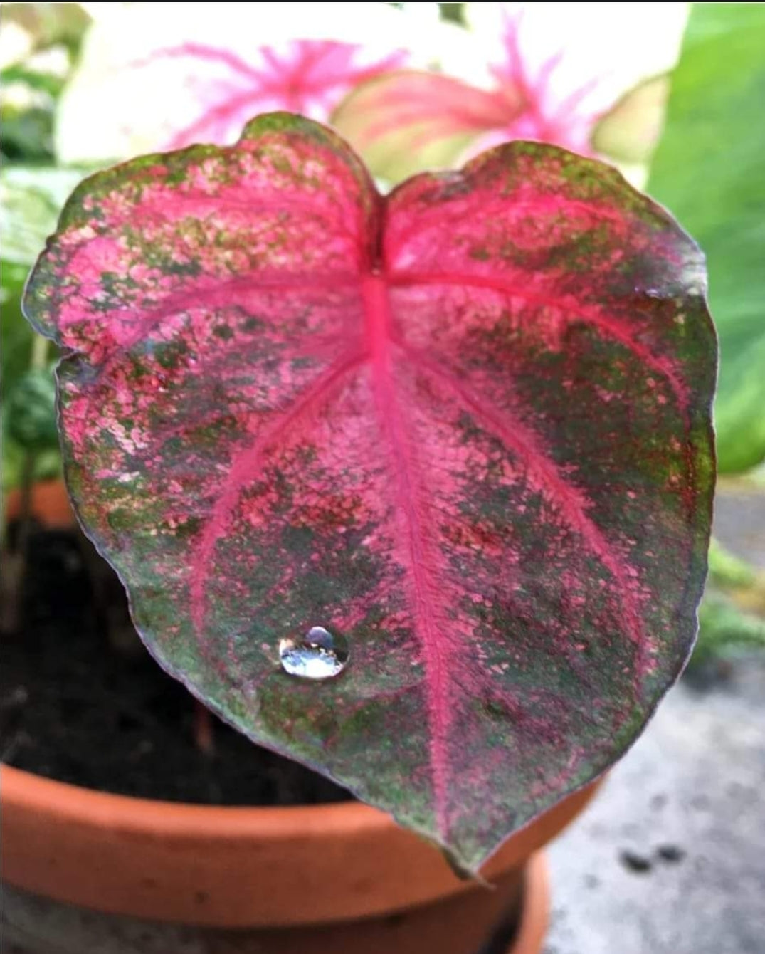 Caladium Fanny Munson Bulb