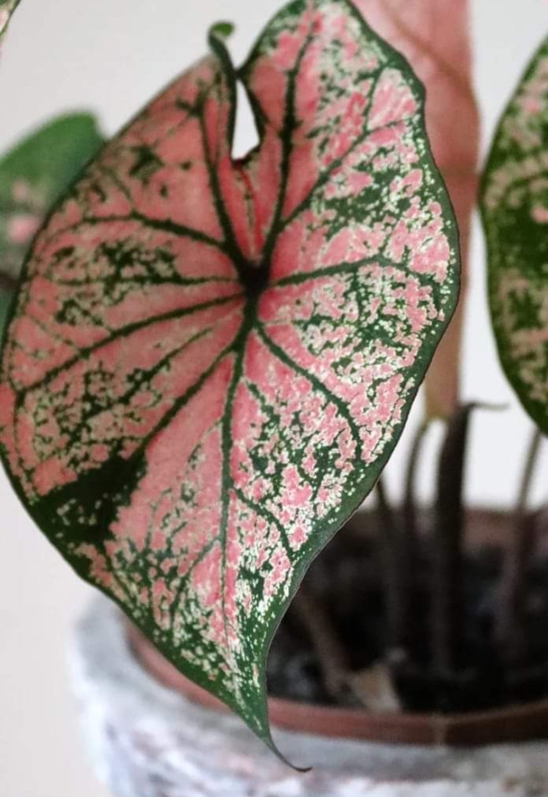 Caladium Festivia Bulb