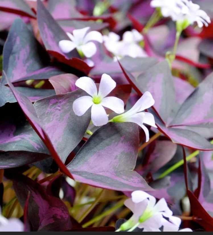 Oxalis Triangularis bulbs x 5