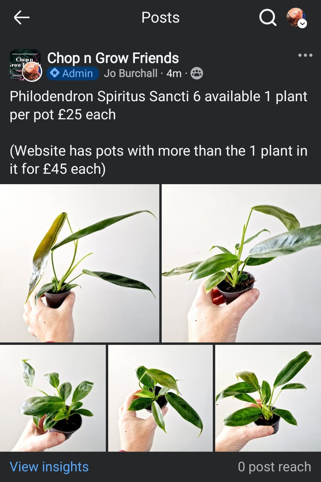 ♡Friday Sale - Ros 1 plant - Spiritus