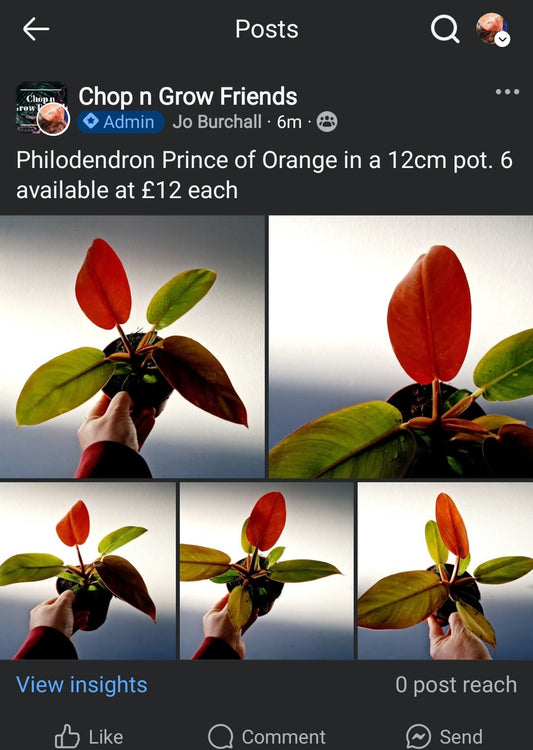 ♡Friday Sale - Hannah Prince of Orange