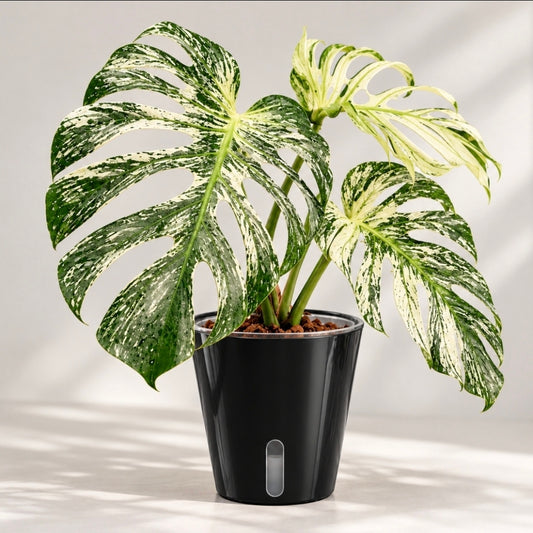 Black Glossy Self-Watering Plant Pots – Various Sizes