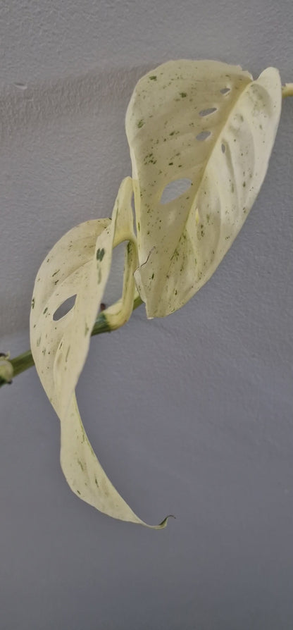 Monstera Laniata Mint Rare Houseplant 12cm pot (15)