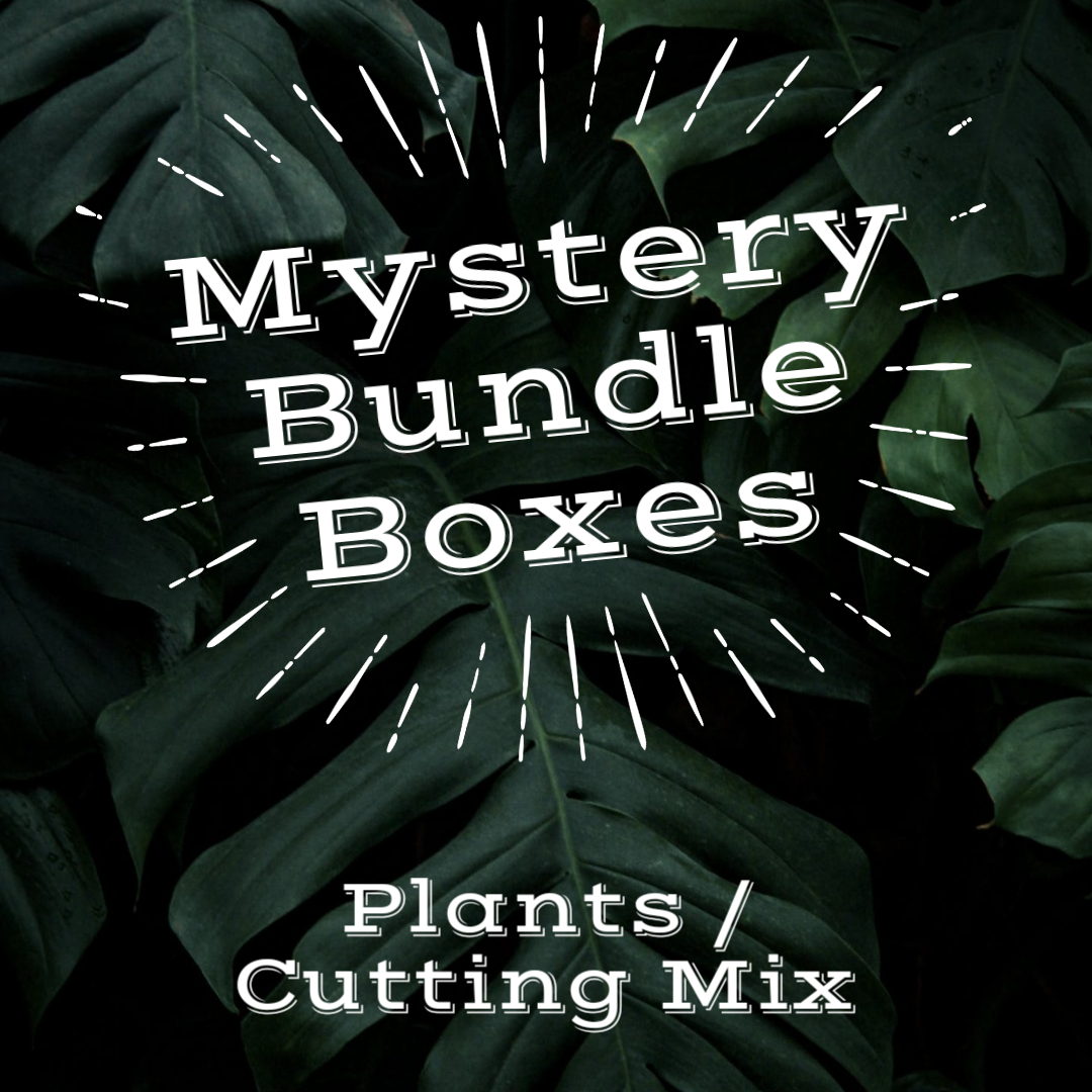 Mystery Plant Bundle Box