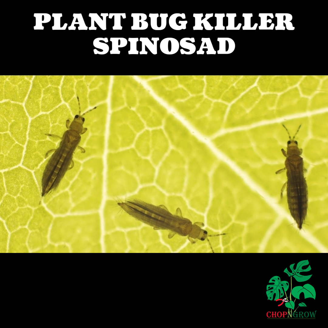 Spinosad plant bug killer for indoor and outdoor use - various sizes (see description re postage)