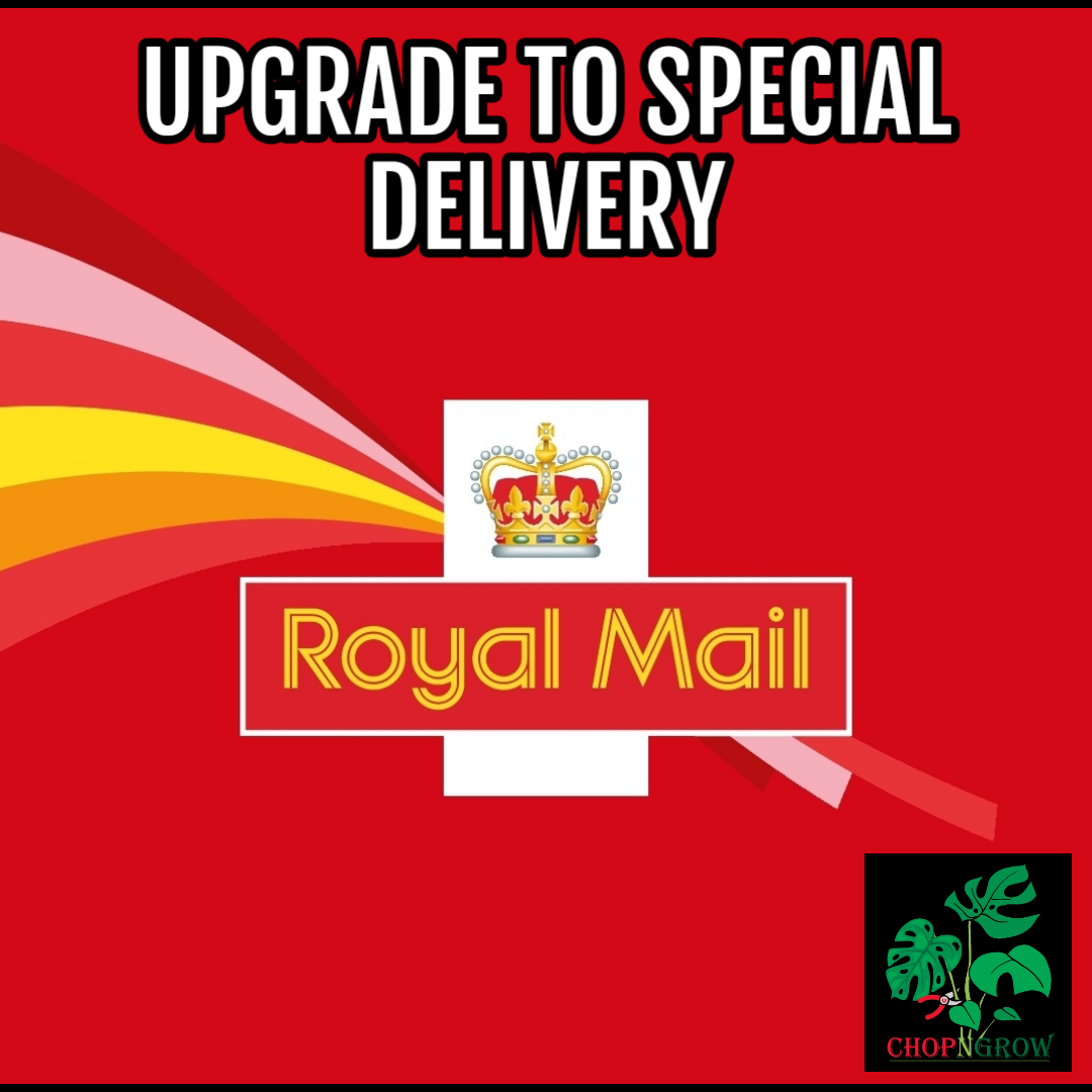 Royal Mail upgrade to Special Delivery
