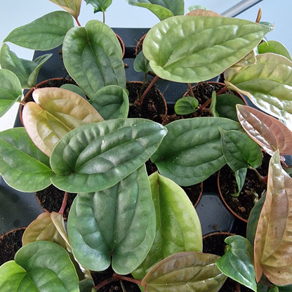 Anthurium Luxurians x Radicans Rare Houseplant 6cm pot