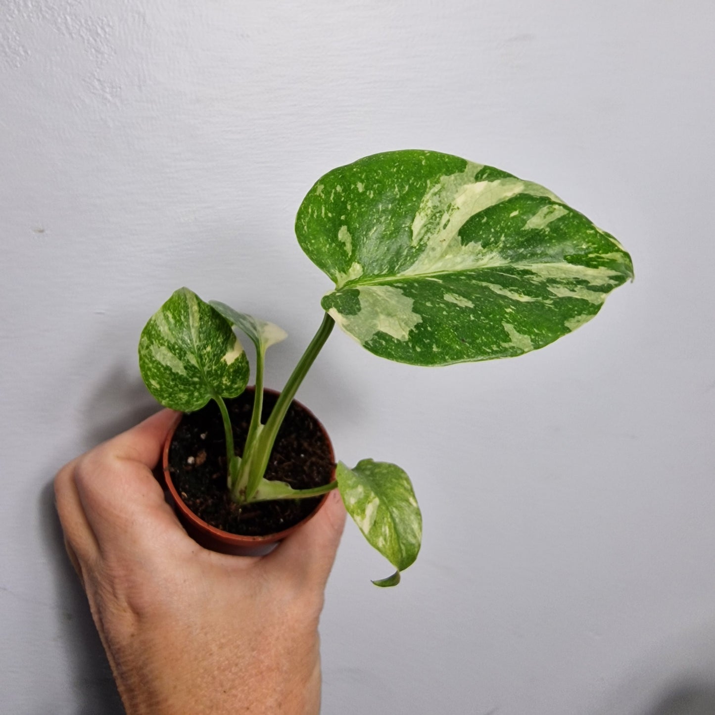 Monstera Thai Constellation – 6cm Pot (#3)