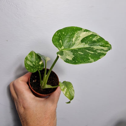 Monstera Thai Constellation – 6cm Pot (#3)