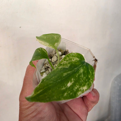 Monstera Mint China’s Version – Exact Plant No. 7 - See Description