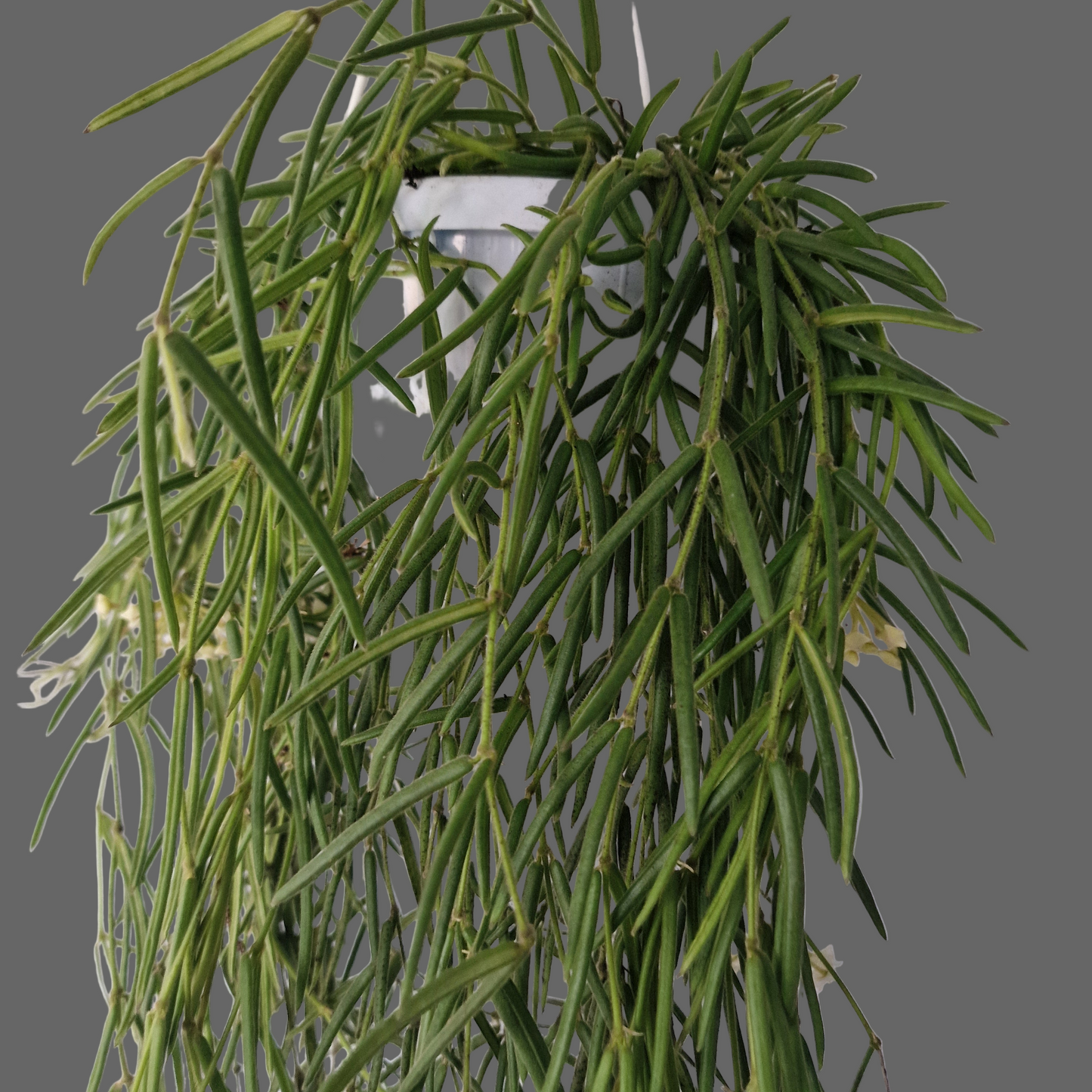 Hoya Linearis Houseplant 12cm pot