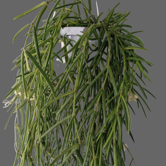 Hoya Linearis Houseplant 12cm pot