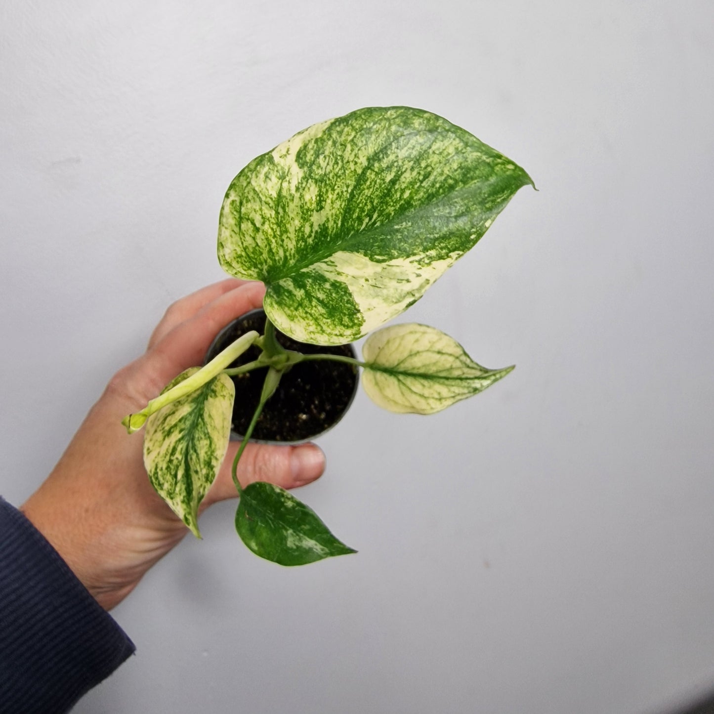 Monstera Mint – 6cm Pot (#3)