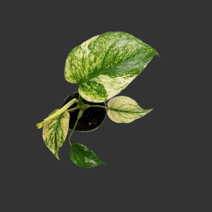 Monstera Mint – 6cm Pot (#3)