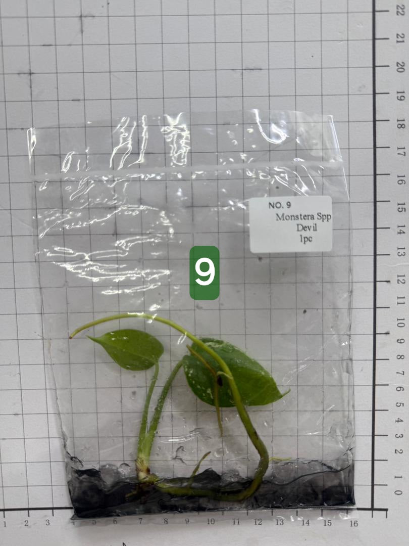 Choose your own Monstera Devil Tissue Culture Plantlet Pre-Order - see description